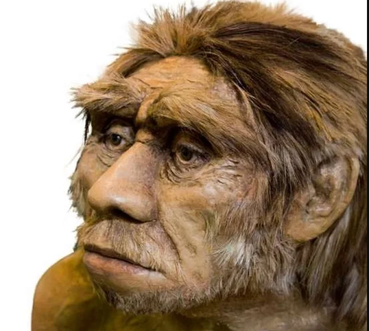 human fossils