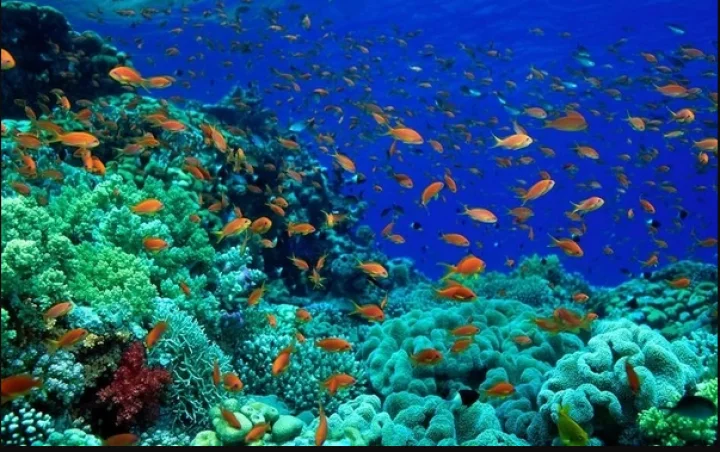 UNESCO says Great Barrier Reef under 'serious threat'