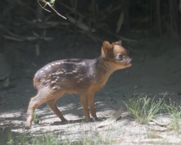 Pudu deer: New York zoo introduces world's smallest deer species (VIDEO)