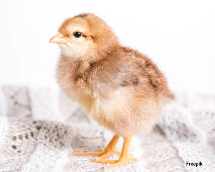 Chhattisgarh Shocker! Man swallows live chick to become father, dies; while chick survives