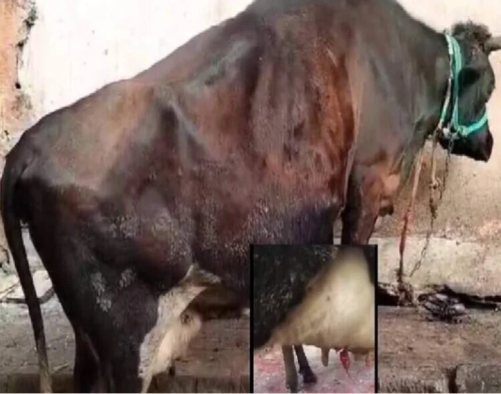 Three cows mutilated in Bengaluru's Cottonpet, miscreants cut their udders; CM Siddaramaiah assures action