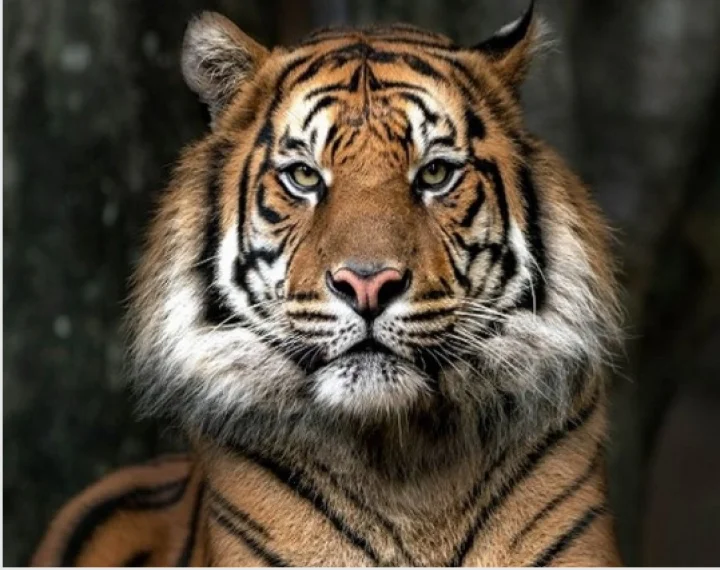 Tiger mauls a tribal woman to death in Wayanad
