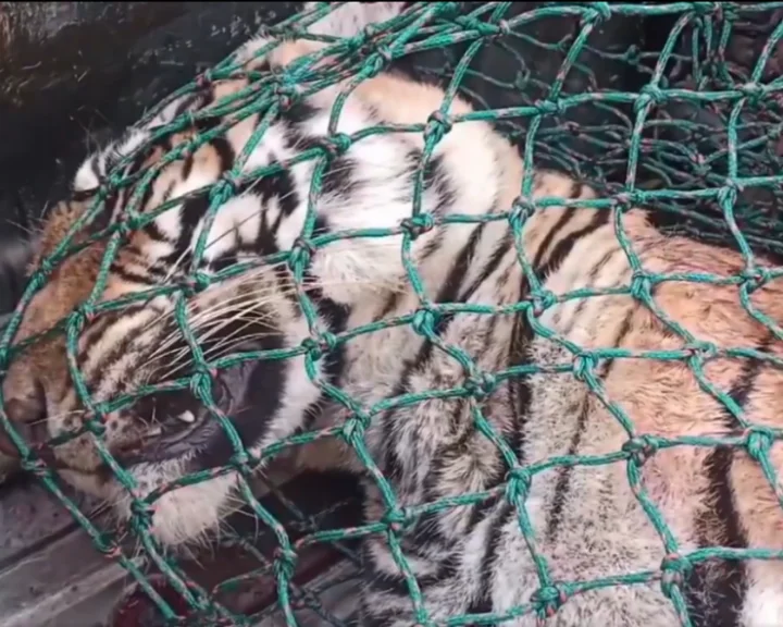 Man eater tigress found dead in Wayanad, Radha's dress materials, hairs, & earrings found inside its stomach