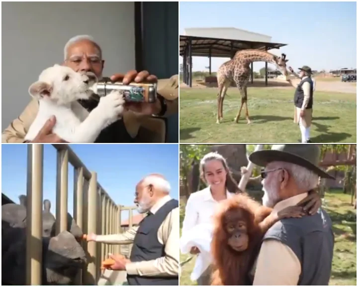 WATCH- PM Modi inaugurates Vantara Wildlife Rescue and Rehabilitation Centre in Jamnagar; feeds lion cubs, giraffes, plays with orangutan