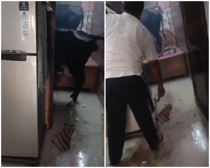 BIZARRE! Cow & bull enter Faridabad house, climb onto bed; woman hides in cupboard (VIDEO)