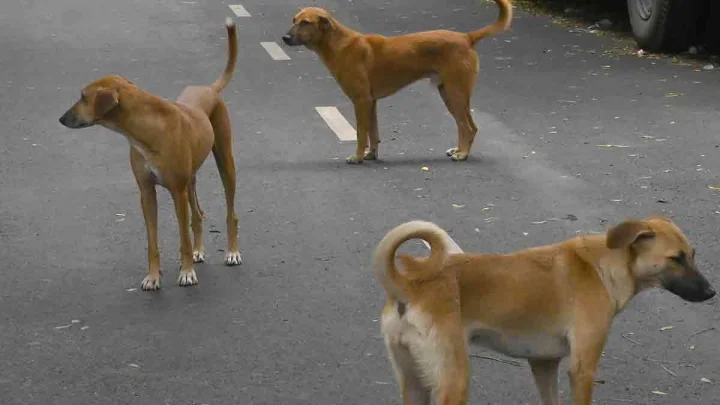 How can Delhi deal with its stray dog problem?