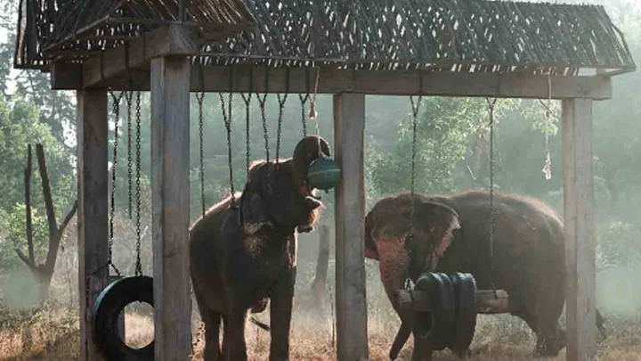 Vantara Foundation Day: One Year After Inauguration By PM Modi, Many Animals Restored To Health And Returned To The Wild