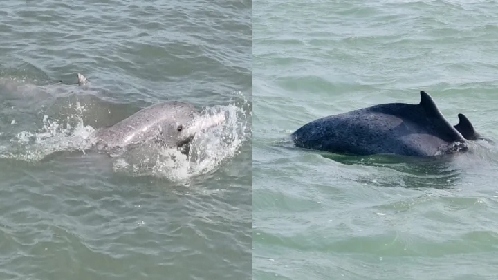 Gujarat Emerges as Dolphin Haven as Population Surpasses 680 Along Coastline