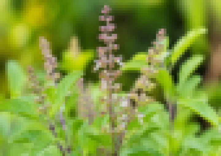 4 Simple Tulsi Manjari Remedies to Attract Wealth and Prosperity
