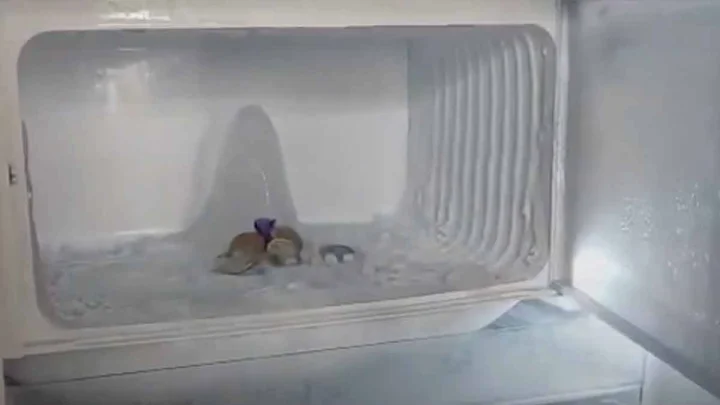 'Baba Barfani' in Fridge? Viral Agra Video of Shivling-Like Ice Sparks Frenzy; Crowds Rush for Darshan (VIDEO)