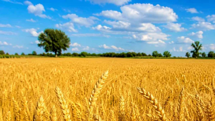 Micronutrients are good, a balanced diet is better