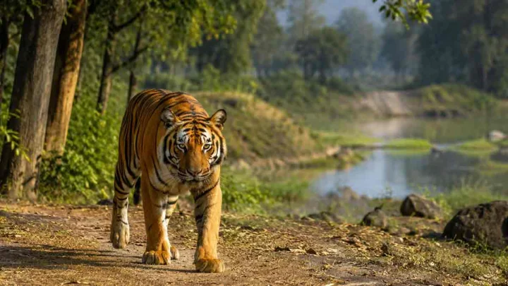 International Tiger Day 2026: Uttar Pradesh Tiger Population Crosses 205