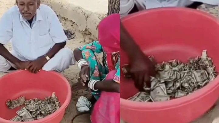 Rajasthan Farmer Buries Rs 5 Lakh in Field to Save It From Theft, Finds Cash Eaten by Termites a Year Later (VIDEO)