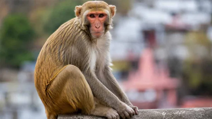 ‘Monkey Menace’ at Badminton Worlds? Delhi Hires Langur Mimics to Scare Away Macaques