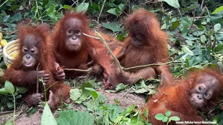 Orangutans rescued from Balasore forest in Odisha