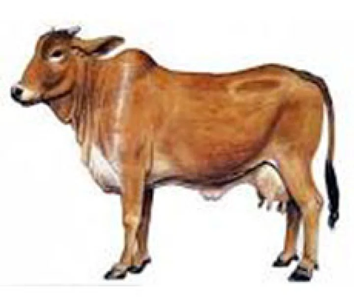 હિન્દુ ધર્મ