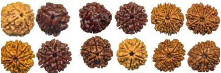Rudraksh