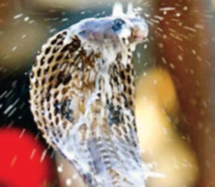 જો સાંપ આવુ કરે તો સમજી લેજો હવે તમે ધનવાન થવાના છો