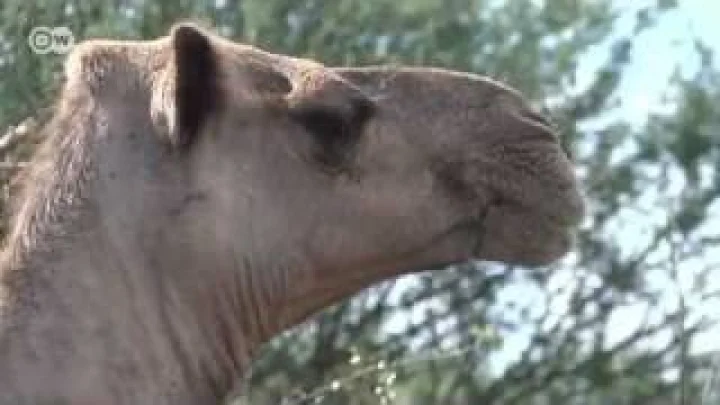 ઊંટડી દૂધ