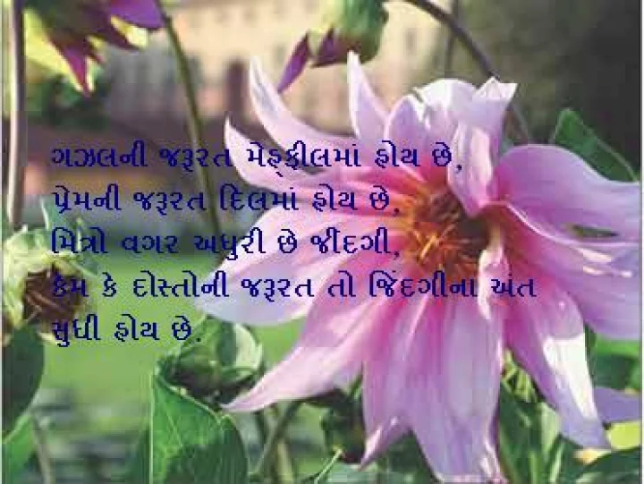 ગુજરાતી શાયરી. આજની શાયરી