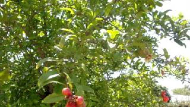 હિન્દુ ધર્મ