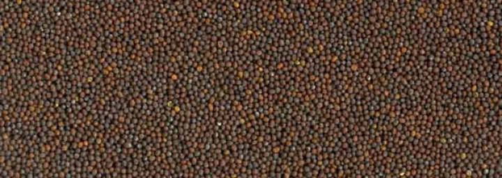 भाई को बांधें 5 पवित्र चीजों से बनी वैदिक राखी....