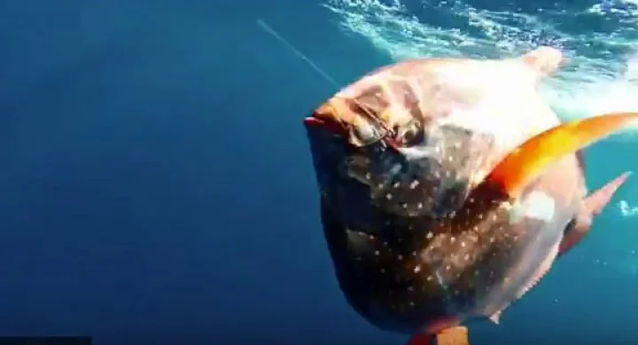 opah fish