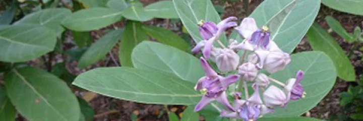 ડાયાબિટીસ