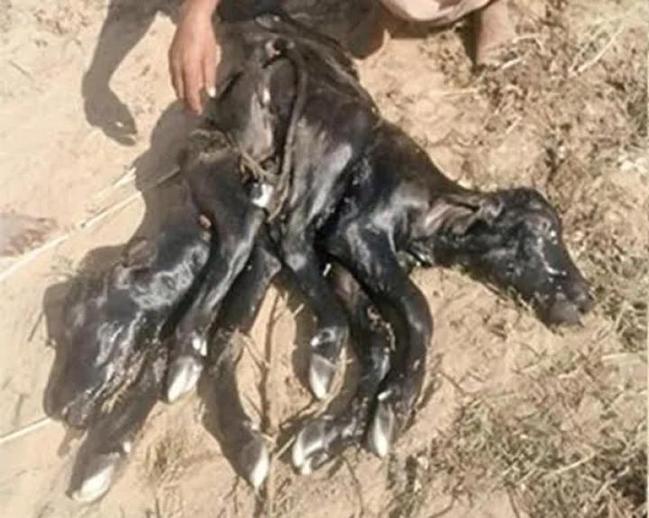 કાંકરેજ