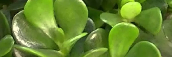 ક્રાસુલા