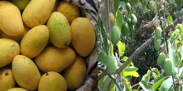 mango