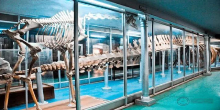 આજે વર્લ્ડ મ્યુઝિયમ ડે