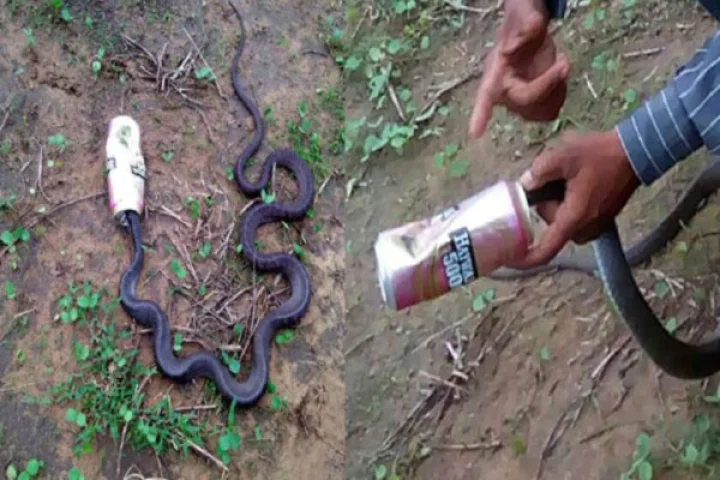 સાપ બિયર પી ગયો ?
