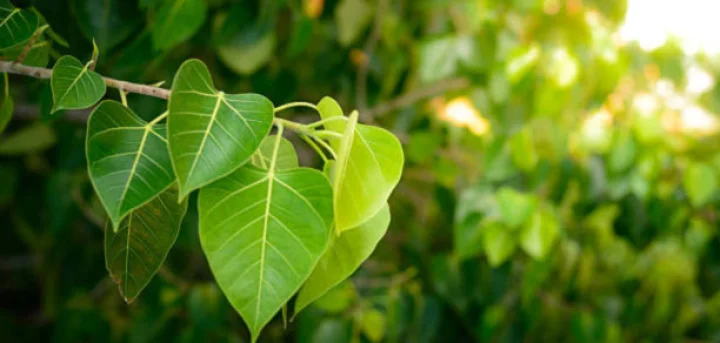 શાસ્ત્રો મુજબ