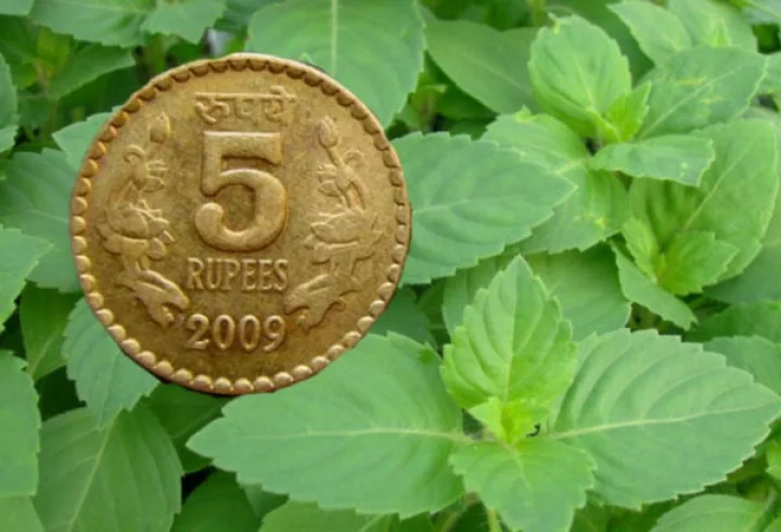 5 rs coin and tulsi