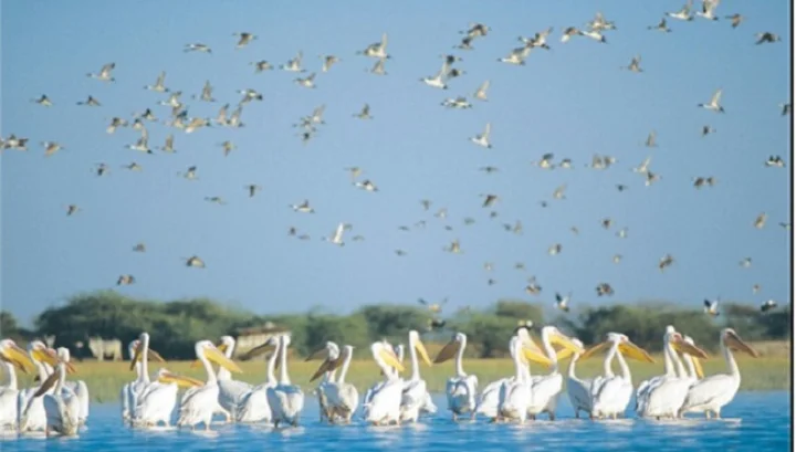 yayavar birds