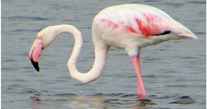 birds in saurashtra