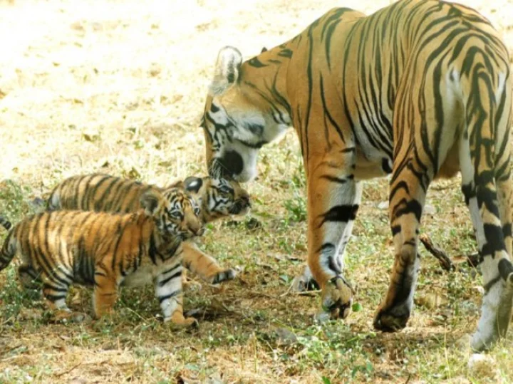 tiger