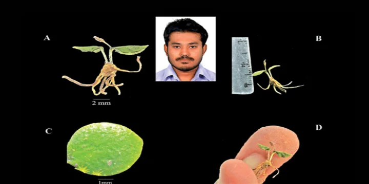 ડાયનાસોર