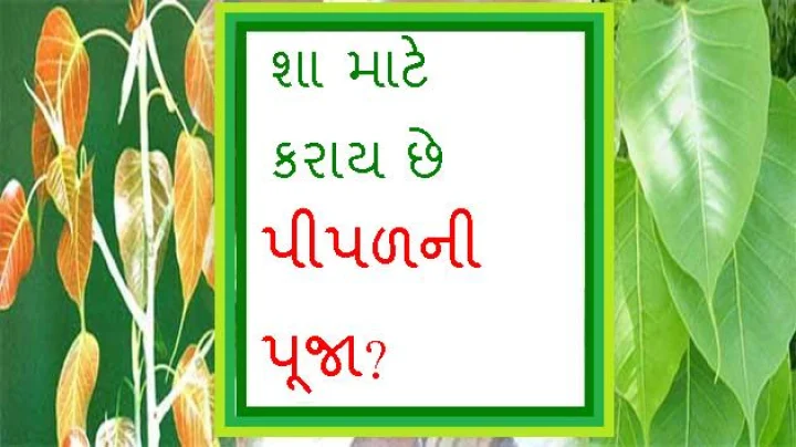 Peepal puja Hindu Sanatan dharmૢ પીપલ