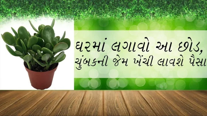 ઘરમાં લગાવો આ છોડ