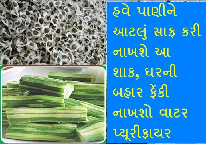 ડ્રમસ્ટિક કે સરગવો