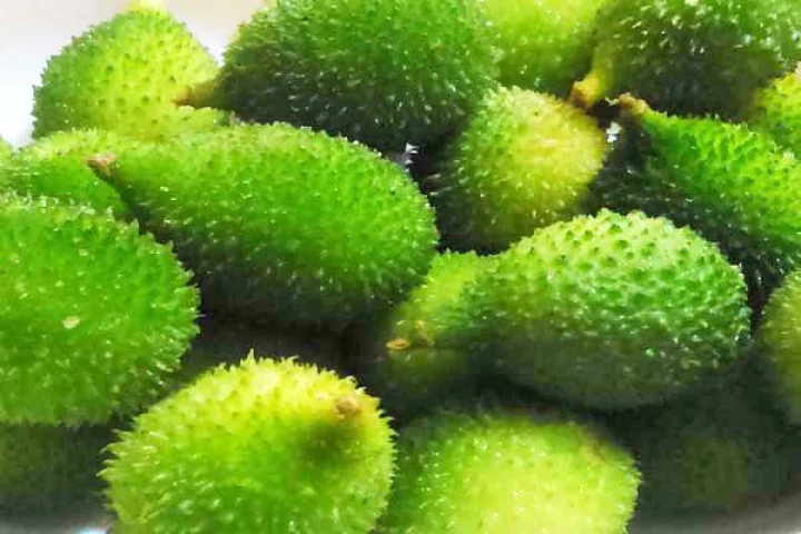 kankoda benefits in GUJARATIA