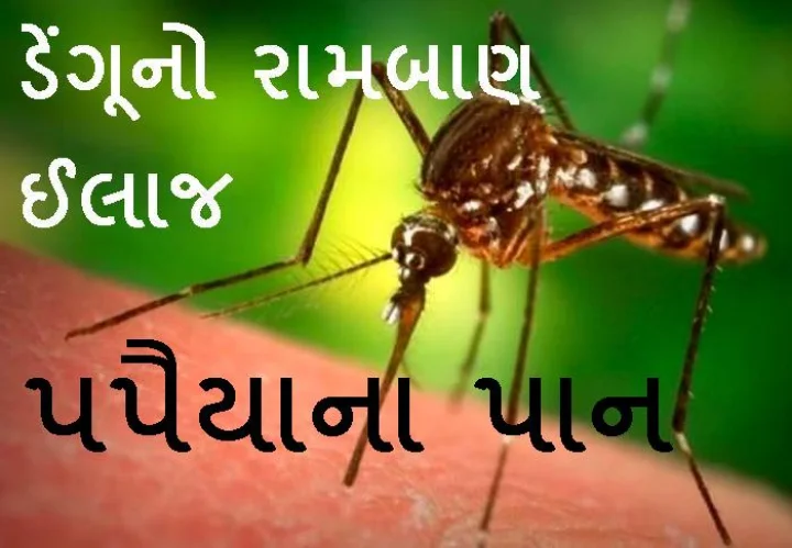ડેંગૂનો રામબાણ ઈલાજ