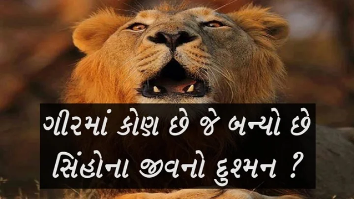Gir lion deaths