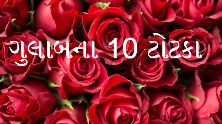 જાણો ગુલાબના 10 ટોટકા