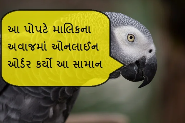 માલિકના અવાજમાંૢૢપાલતુ પોપટ