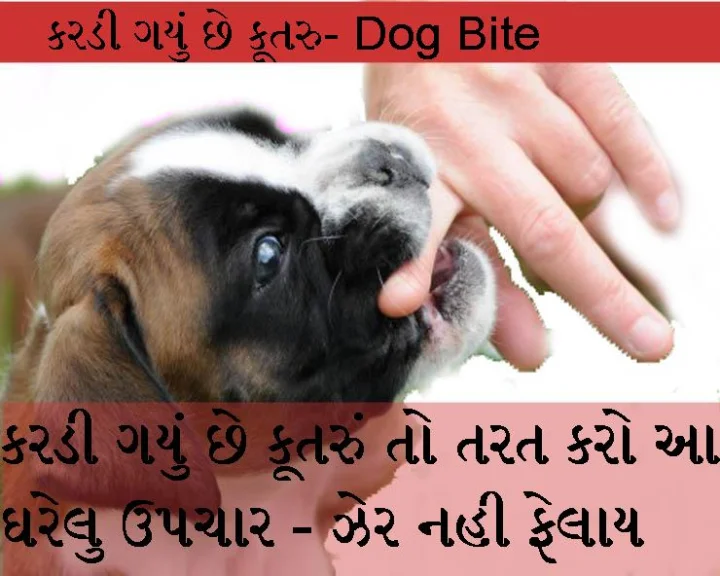first aid for dog bite