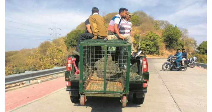 Almost 500 crocodiles to be relocated to protect tourists at tallest statue