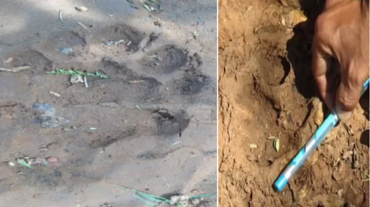 મહિસાગરમાં બાળવાઘના પગલાં જોવા મળતાં વન વિભાગ હરકતમાં સર્ચ ઓપરેશન શરુ